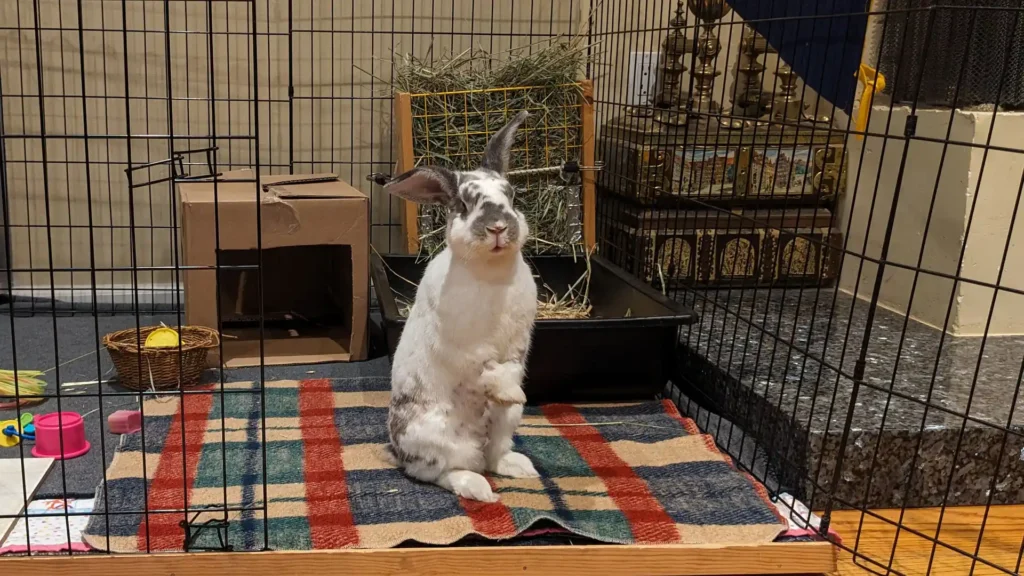 Rabbit Boarding in Los Altos